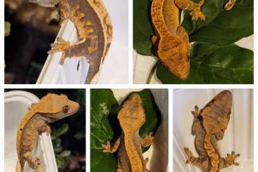 Geckos kaufen und verkaufen Photo: Kronengecko Jungtiere Adulte 1.2.6