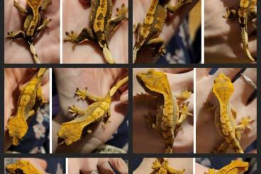 Geckos kaufen und verkaufen Foto: 6 Kronengecko Jungtiere 0.0.6 Correlophus Ciliatus