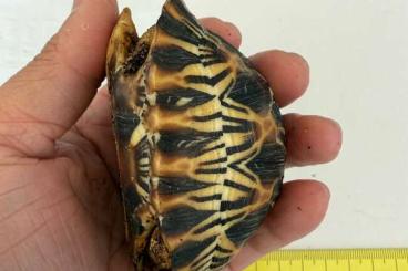 Schildkröten kaufen und verkaufen Foto: Tortuga Astrochelys radiata Schildkröten kaufen und verkaufen Foto: Tortuga Astrochelys radiata