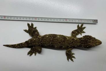Geckos kaufen und verkaufen Photo: Rhacodactylus leachianus Geckos 1.1