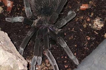 Spiders and Scorpions kaufen und verkaufen Photo: Females for sale, shipping in EU X. sp white, immanis B. schroederi...