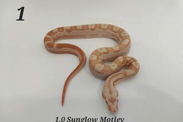 Snakes kaufen und verkaufen Photo: Boa constrictor CB07/24 Sunglow, Motley, Proven Python Regius females