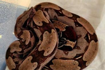 Boas kaufen und verkaufen Foto: 1.0 Boa c. constrictor Guyana WC Boas kaufen und verkaufen Foto: 1.0 Boa c. constrictor Guyana WC