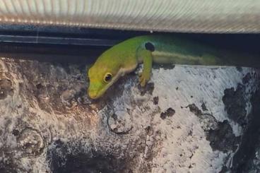 Geckos kaufen und verkaufen Photo: Wir suchen  Phelsuma dorsivittata paradoxa  Männchen 