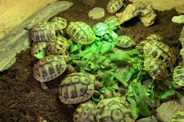 Landschildkröten kaufen und verkaufen Foto: Nachzuchten griechische Landschildkröten 