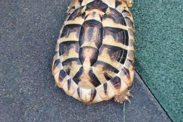 Tortoises kaufen und verkaufen Photo: Griechische Landschildkröte