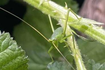 Insekten kaufen und verkaufen Foto: Siliquofera grandis N1-N4