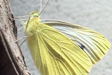 Insects kaufen und verkaufen Photo: Kleiner Kohlweißling, Schmetterling, Raupen/Eier (Pieris rapae) 