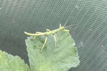 Insekten kaufen und verkaufen Foto: Wandelnde Bohne (Diapherodes Gigantea) 