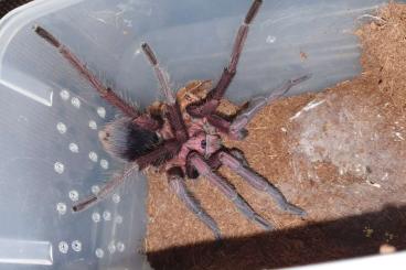 - bird spiders kaufen und verkaufen Photo: Xenesthis male, pachistopelma bromelicola male