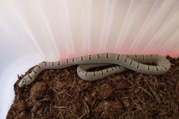 Snakes kaufen und verkaufen Photo: Biete 2,3 Lampropeltis leonis NZ 2024