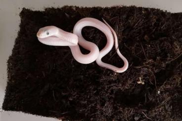 Snakes kaufen und verkaufen Photo: Elaphe obsoletus lindheimeri leuzistisch - Erdnatter