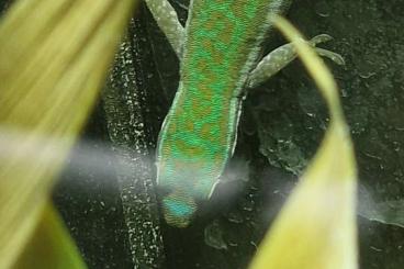 Geckos kaufen und verkaufen Foto: Phelsuma..Cepediana0.0.2 