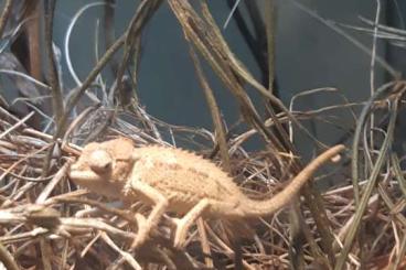 Lizards kaufen und verkaufen Photo: Trioceros hoehnelii NZ von 09/24