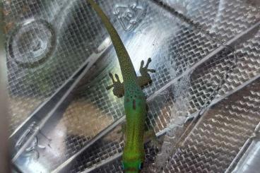 Geckos kaufen und verkaufen Photo: Phelsuma Laticauda Laticauda Blue Blau Grün Wildfarbe Goldstaubtaggeck