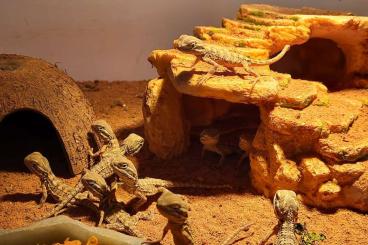 Agama kaufen und verkaufen Photo: Zwergbartagamen (Jungtiere) Pogona Henrylawsoni