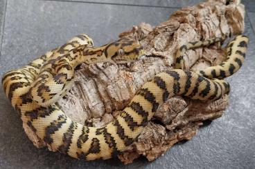 Pythons kaufen und verkaufen Photo: Teppichpython 0.1 Jaguar het Axanthic 