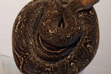 Boas kaufen und verkaufen Foto:  0.1 Leopard Boa constrictor imperator 