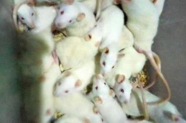 Futtertiere kaufen und verkaufen Foto: Ratten abzugeben ab 10€  ich habe Erwachsene und kleine  kleine ab 5 €