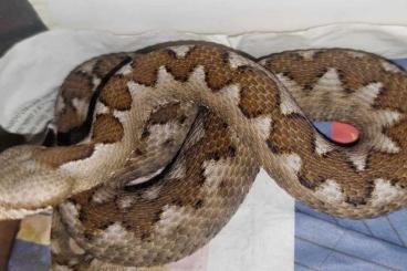 Venomous snakes kaufen und verkaufen Photo: Guten Tag, ich habe drei schöne Tiere. Vipera ammodytes 