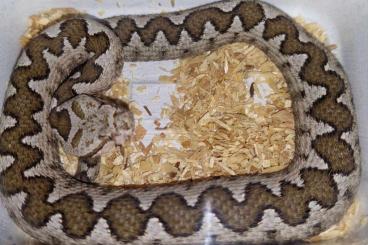 Venomous snakes kaufen und verkaufen Photo: Guten Tag, ich biete hier zwei schöne Tiere