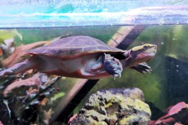 Schildkröten  kaufen und verkaufen Foto: Emydura Subglobosa Wasserschildkröte