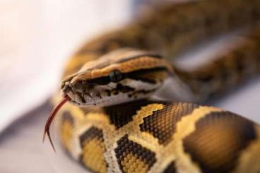 Pythons kaufen und verkaufen Photo: Burmese/Tigerpython PROVEN Classic 100% het champagne blond/caramel