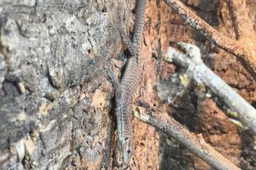 Monitor lizards kaufen und verkaufen Photo: Varanus Tristis Tristis 2023 0.0.1