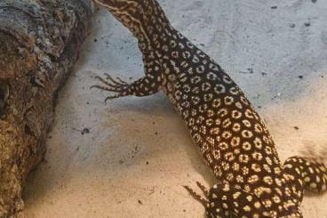 Monitor lizards kaufen und verkaufen Photo: Varanus Acanthurus Yellow Ackie 2022