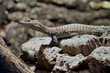 Echsen  kaufen und verkaufen Foto: Varanus Tristis Tristis 2023 0.0.1 pos 1.0