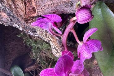 Geckos kaufen und verkaufen Foto: Eurydactylodes agricolae Weibchen für Hamm gesucht