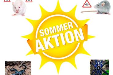 Feeder animals kaufen und verkaufen Photo: www.reptilfutter.at Sommeraktion!!