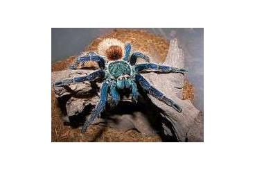 Spiders and Scorpions kaufen und verkaufen Photo: www.reptilfutter.at Verschiedene Spinnen & Skorpione