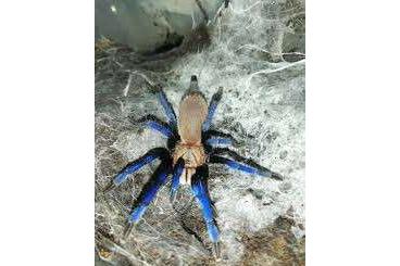 Spiders and Scorpions kaufen und verkaufen Photo: NEWS! Über 50 neue Spinnenarten im Shop!