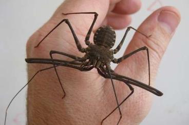 - bird spiders kaufen und verkaufen Photo: NEWS! Über 50 neue Spinnenarten im Shop!