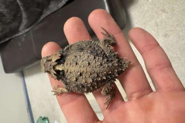 Echsen  kaufen und verkaufen Foto: 2.0 Phrynosoma braconieri