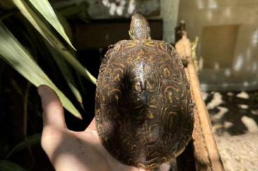 Schildkröten  kaufen und verkaufen Foto: 3.4.1 Rhinoclemmys pulcherrima manni