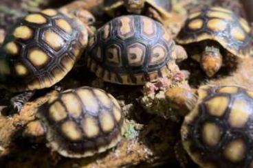 Landschildkröten kaufen und verkaufen Foto: 0.0.15 red foot cb2024 (c.carbonarius)