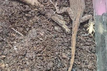 Echsen  kaufen und verkaufen Foto: 1.1 anolis sabanus cb 2024