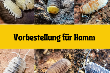 Insects kaufen und verkaufen Photo: Isopods Asseln Hamm Cubaris Armadillidium Porcellio Bodenpolizei 