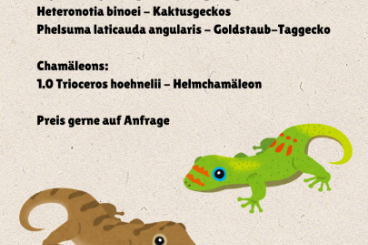 Geckos kaufen und verkaufen Foto: Vorbestellung Gießen 20.10 Geckos, Asseln, Chamäleon 