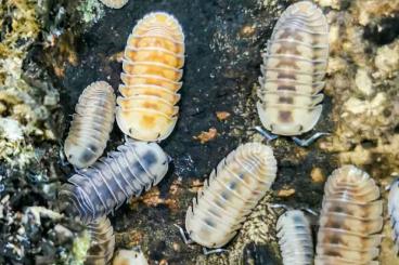 Insekten kaufen und verkaufen Foto: Isopods Asseln Hamm Cubaris Armadillidium Porcellio Bodenpolizei 