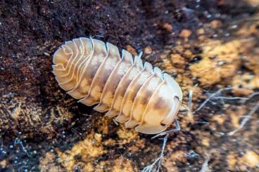 andere Wirbellose kaufen und verkaufen Foto: Isopods Asseln Cubaris Armadillidium Porcellio Bodenpolizei andere Wirbellose kaufen und verkaufen Foto: Isopods Asseln Cubaris Armadillidium Porcellio Bodenpolizei