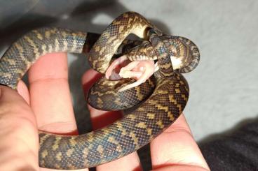 Pythons kaufen und verkaufen Foto: Tanimbar python Simalia nauta