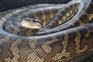 Pythons kaufen und verkaufen Photo: Morelias spilota macdweeli 