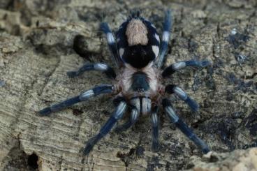 - bird spiders kaufen und verkaufen Photo: Cyriocosmus slings bulk with male offer