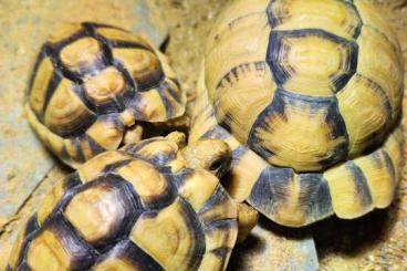 Landschildkröten kaufen und verkaufen Foto: Testudo Kleinmanni Ägyptische Landschildkröten 