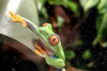 frogs kaufen und verkaufen Photo: Adulte Rotaugenlaubfrösche Agalychnis Callidryas 