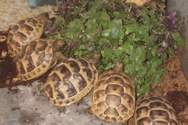 Tortoises kaufen und verkaufen Photo: Maurische Landschildkröten Tortoises kaufen und verkaufen Photo: Maurische Landschildkröten