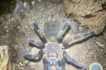 Vogelspinnen kaufen und verkaufen Foto: Verkaufe Xenestis immanis 